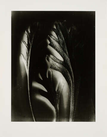 Karl Blossfeldt. Pflanzenformen II - photo 4