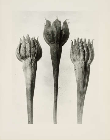 Karl Blossfeldt. Pflanzenformen II - photo 5