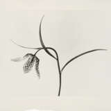 Karl Blossfeldt. Pflanzenformen II - Foto 7