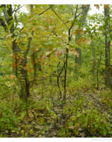 LIU BOLIN (B. 1973) AND ANNIE LEIBOVITZ (B. 1949)