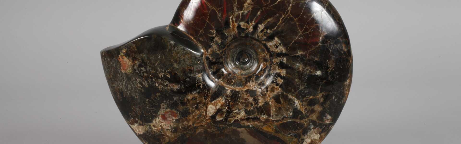 Prächtiger opalisierter Ammonit