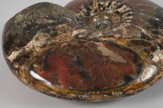 Prächtiger opalisierter Ammonit - photo 3