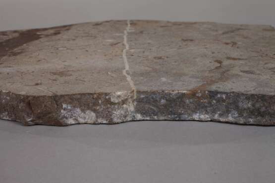 Orthoceratenplatte - photo 5