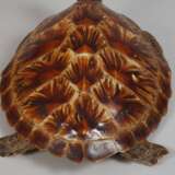 Tierpräparat Grüne Meeresschildkröte - Foto 4