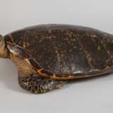 Tierpräparat Echte Karettschildkröte - Foto 1
