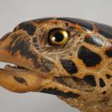 Tierpräparat Echte Karettschildkröte - фото 2