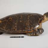 Tierpräparat Echte Karettschildkröte - photo 3