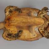 Tierpräparat Echte Karettschildkröte - Foto 5