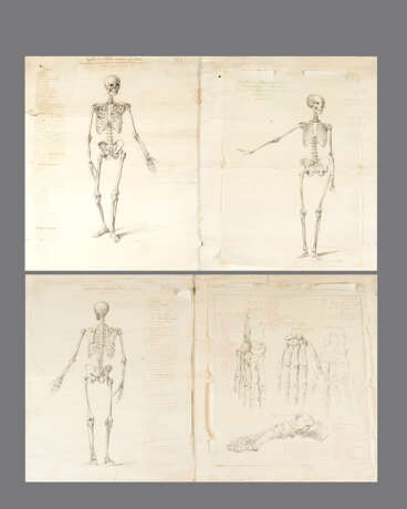 Four Anatomical Drawings of skeletons - Foto 1