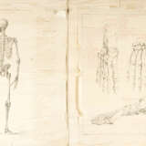 Four Anatomical Drawings of skeletons - Foto 2
