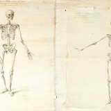 Four Anatomical Drawings of skeletons - фото 3