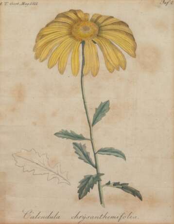 "Calendula Chrysanthemifolia", Grafik, bez. "A.T. Gart. Mag. 1811", stockfleckig, 22x17 cm, im Passepartout hinter Glas und Rahmen - фото 1