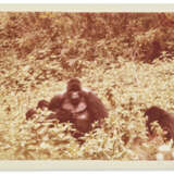 CORRESPONDENCE FROM LOUIS LEAKEY, DIAN FOSSEY, AND JANE GOODALL - photo 12