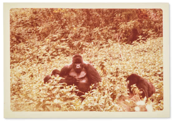 CORRESPONDENCE FROM LOUIS LEAKEY, DIAN FOSSEY, AND JANE GOODALL - photo 12