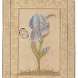 A STUDY OF AN IRIS - photo 1