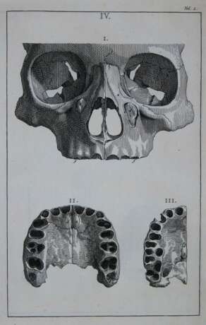 Albinus, B.S. - фото 1