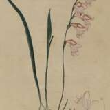 Gladiolus Carneus. - фото 1