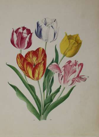 Tulpen. - photo 1