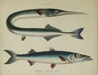 Fische u. Krebse.