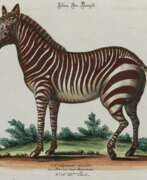 Übersicht. Zebra.