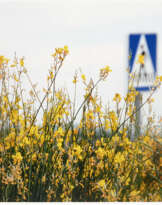 Hans Haacke. Untitled