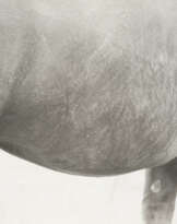 Jochen Lempert. Pferd (Aus: Symmetrie + Körperbau)