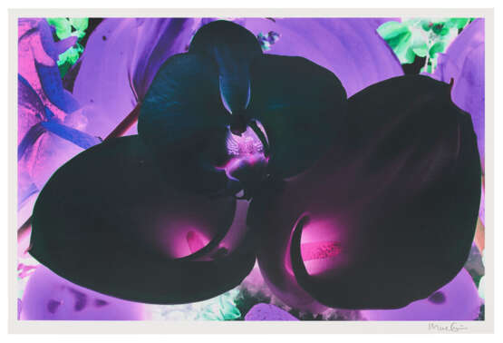 MARC QUINN (B. 1964) - Foto 1