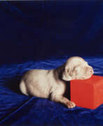 William Wegman. WILLIAM WEGMAN (B. 1942)