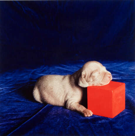 WILLIAM WEGMAN (B. 1942) - photo 1