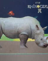 " Паводле Дюрера" " Паводле Дюрера"