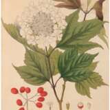 Guimpel, Friedrich (1774-1839) "Viburnum Oxycoccos", Grafik, in der Platte sign., 23x18 cm, im Passepartout hinter Glas und Rahmen - photo 1