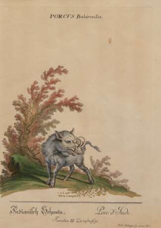 Ridinger, Johann Elias (1698 Ulm- 1767 Augsburg) "Indianisch Schwein-Porcus Babiroussa", kolorierter Kupferstich, 33x23 cm, im Passepartout hinter Glas und Rahmen - фото 1