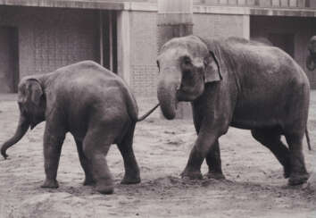 Anett Stuth. Leipziger Zoo 1985 I