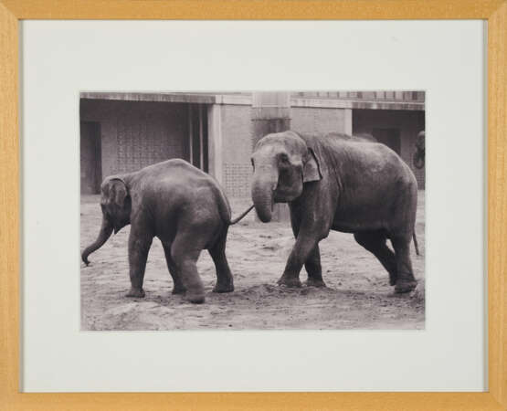 Anett Stuth. Leipziger Zoo 1985 I - photo 2