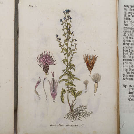 STURM, JACOB, Deutschlands Flora, 29 lose Blattsammlungen im Schuber, Nürnberg 1798-1811, - Foto 2
