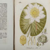 STURM, JACOB, Deutschlands Flora, 29 lose Blattsammlungen im Schuber, Nürnberg 1798-1811, - photo 3