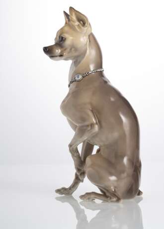 Sitzender Zwergrehpinscher mit Halsband - photo 2