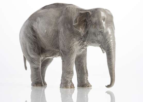 Elefant - photo 2