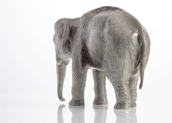 Elefant - photo 3