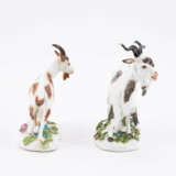 Meissen. PORCELAIN FIGURINE OF A GOAT AND BILLY GOAT - photo 4