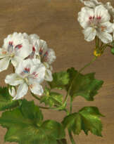 Carl Adolf Senff. Geranienblüte