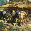 Heinrich von Zügel. Calves in Front of a Shed - Prix ​​des enchères