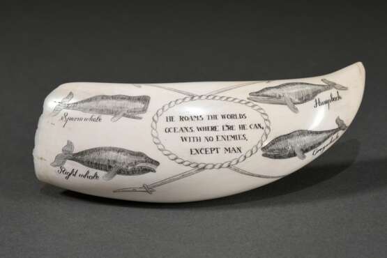 Scrimshaw "Spermwhale, Rightwhale, Humpback und Greywhale" sowie Spruch "He roams the worlds oceans, where e're he can, with no enemies. Except man", 19.Jh., beschnitzter Walzahn mit geschwärztem Ritz… - photo 1