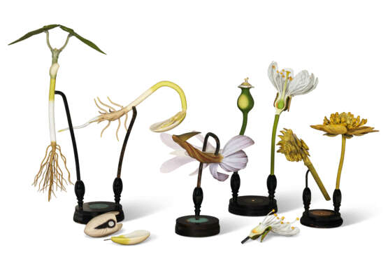 A GROUP OF FOUR GERMAN DIDACTIC BOTANICAL MODELS - photo 2