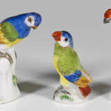Drei Miniatur-Papageien - Foto 1