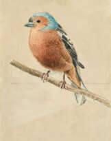 Jan Dörre. Buchfink