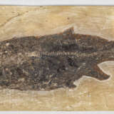 Messel-Fossilie - Foto 1