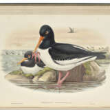 GOULD, John (1804-1881) - photo 4