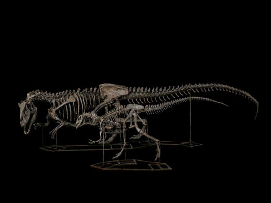 ADULT AND JUVENILE ALLOSAURUS - фото 1