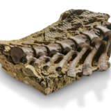 A very rare survival of fossilised dinosaur skin and vertebrae - фото 4